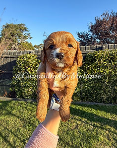 eZy Watermark_18-08-2025_12-15-02-7210pm.jpeg