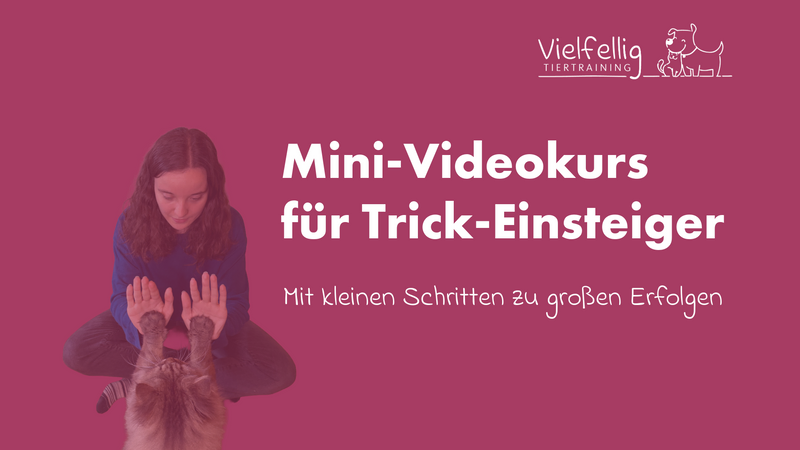 Katze berührt die Hand mit der Pfote