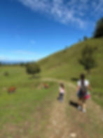 There are cows everywhere