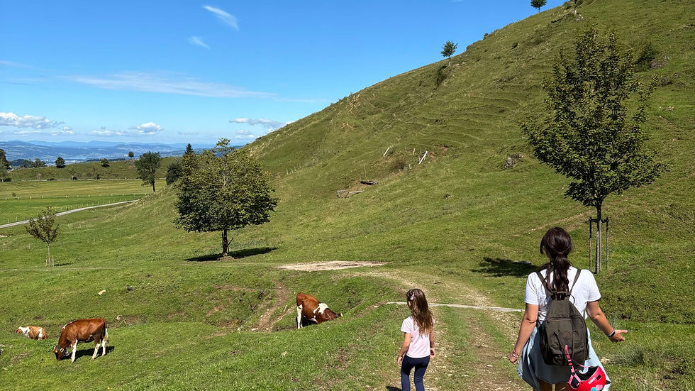 There are cows everywhere.