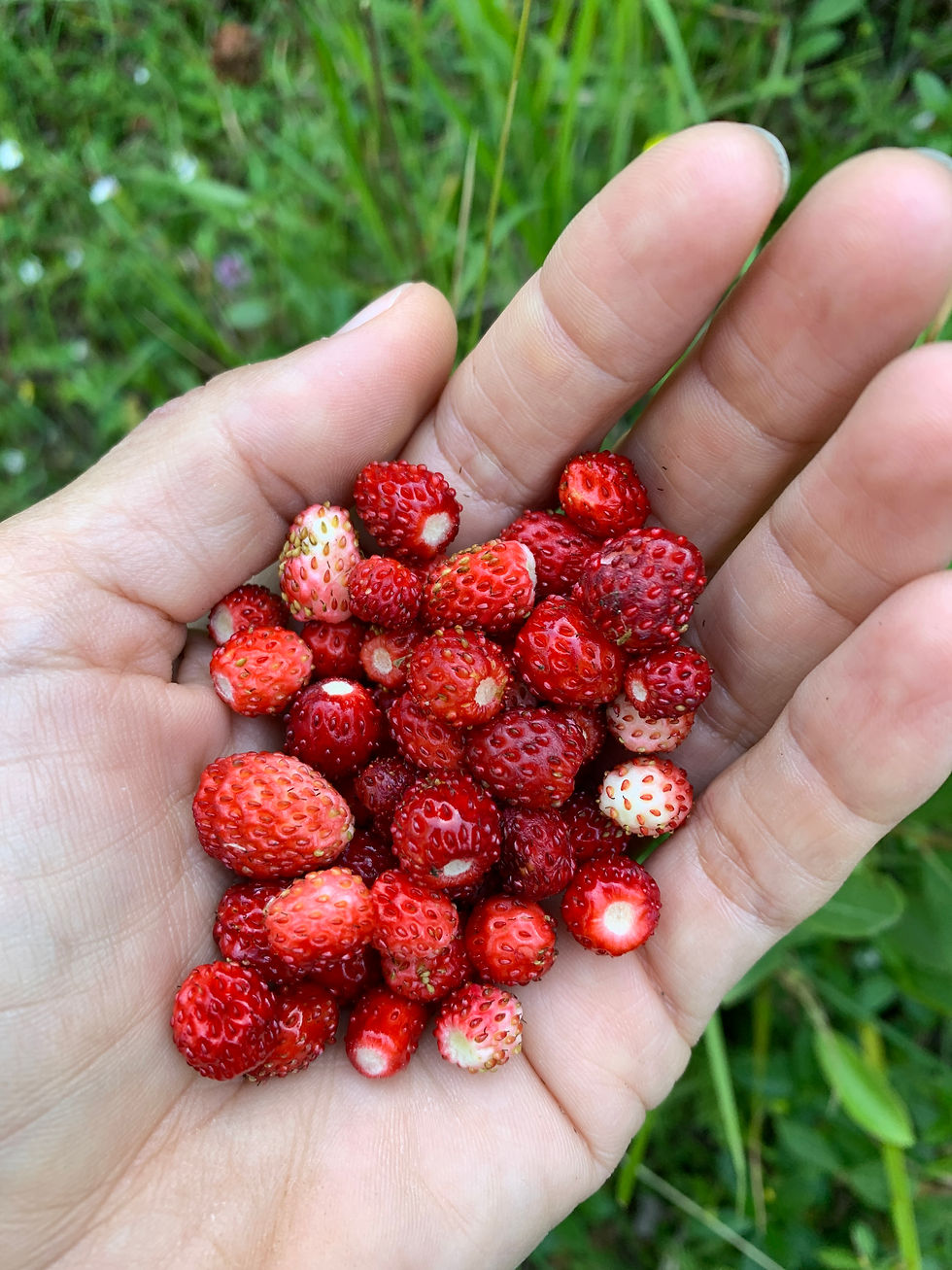 Hand holding small red wild strawberries against a green grassy background. The berries appear fresh and vibrant.