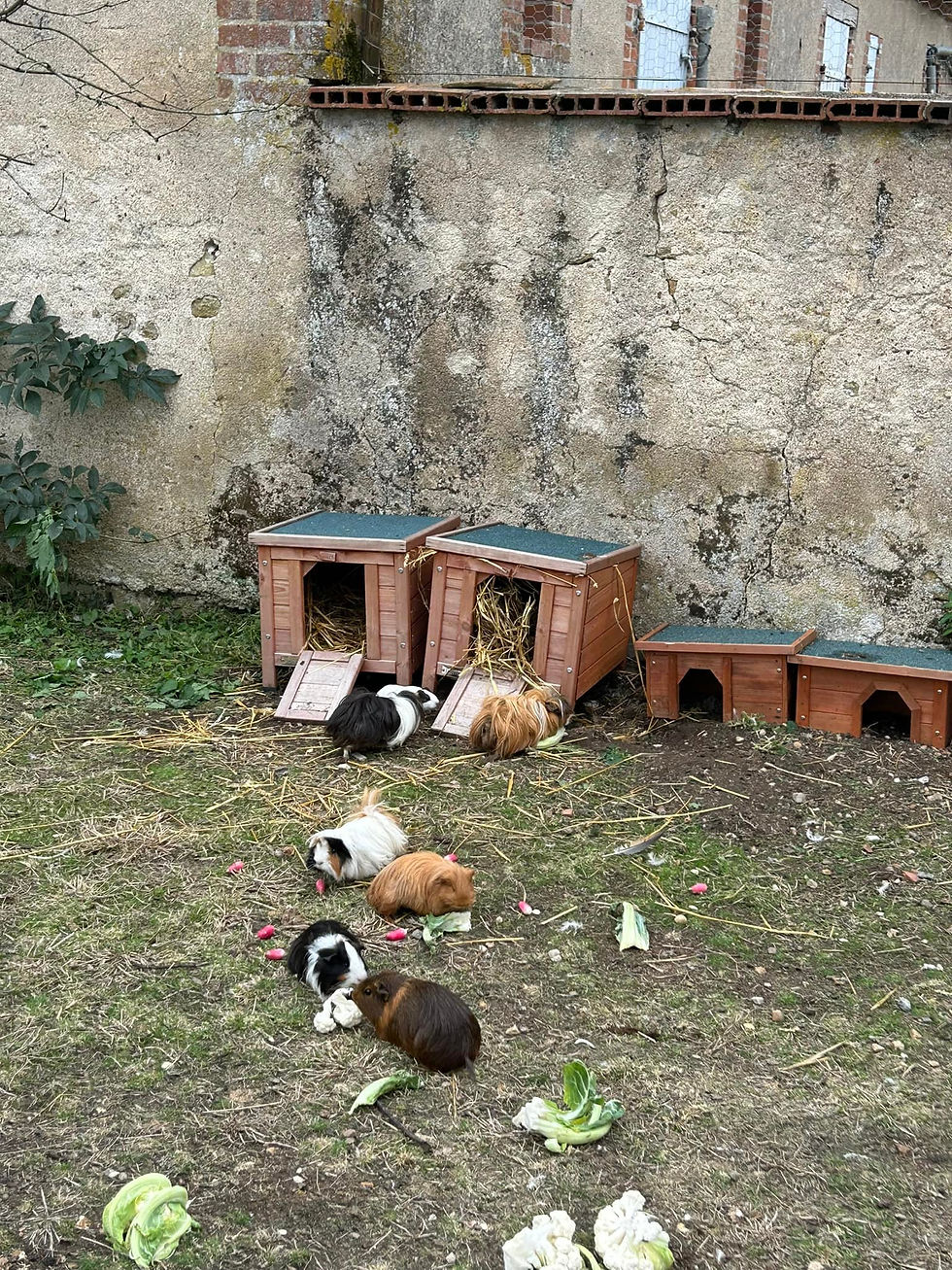 Village Cochons d'Inde