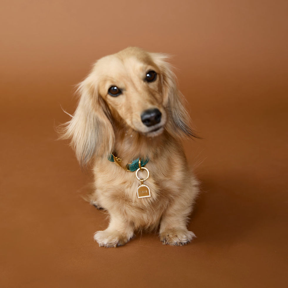 Miniatura: Pet Tags - Pavé Arch Pet Tag in Gold - Merchandise - Astrid &amp; Miyu