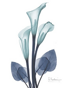 midnight-calla-lily-1_edited_edited.png