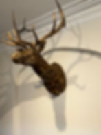 Thumbnail: Pride Elk Mount