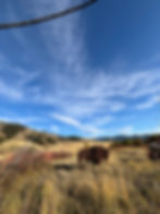 Thumbnail: Amercian Bison Full SIze