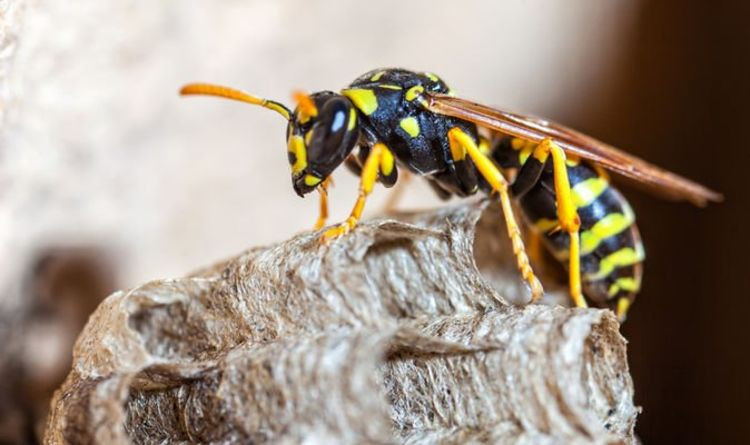How To Treat Bee Or Wasp Stings