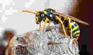 How To Treat Bee Or Wasp Stings