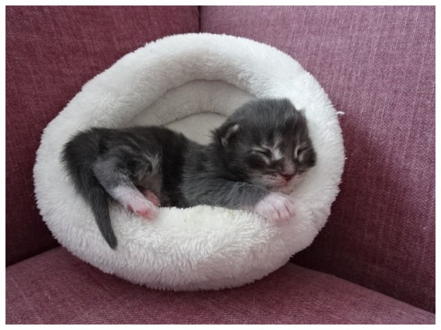 Fred Astaire 1 week