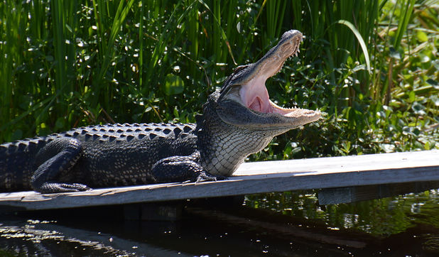 ALLIGATOR.jpeg