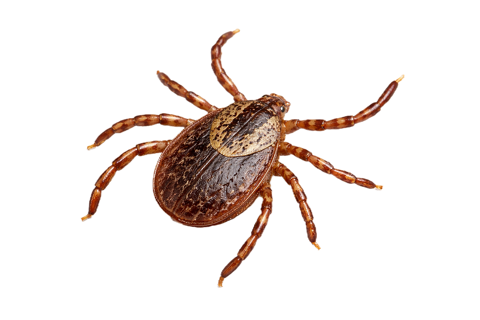 Ticks