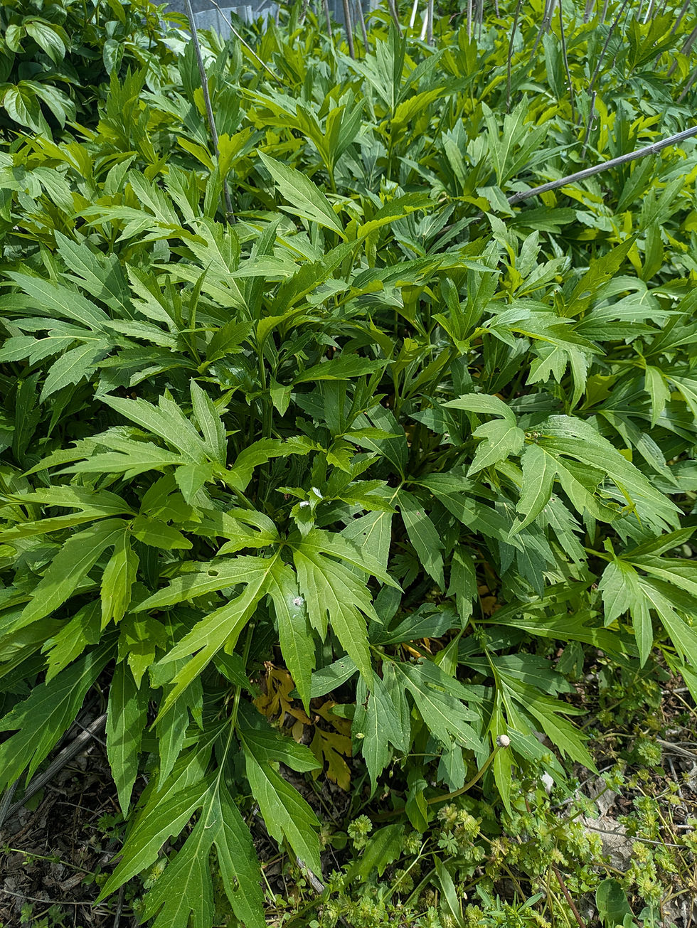 the lush green edible leaves of sochan rudbeckia laciniata