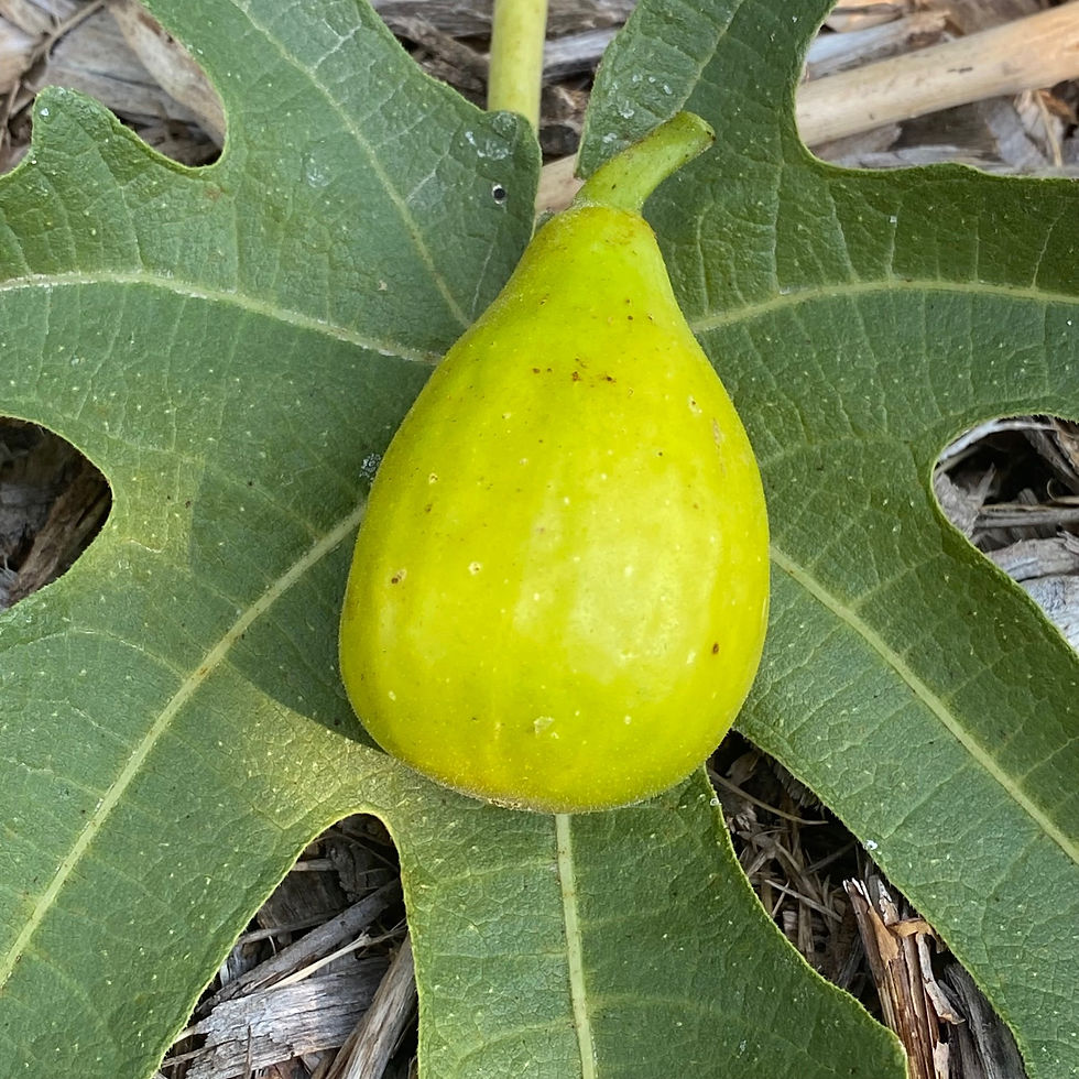 Buy Fig Cuttings Online Cold Hardy Fig Cuttings For Sale Mad Cat Farm