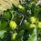 Thumbnail: Li jujubes showing their green color, still unripe.