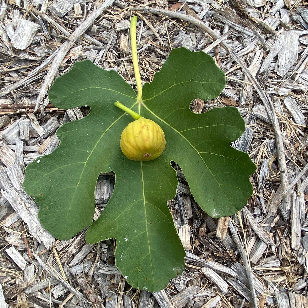 Buy Fig Cuttings Online Cold Hardy Fig Cuttings For Sale Mad Cat Farm