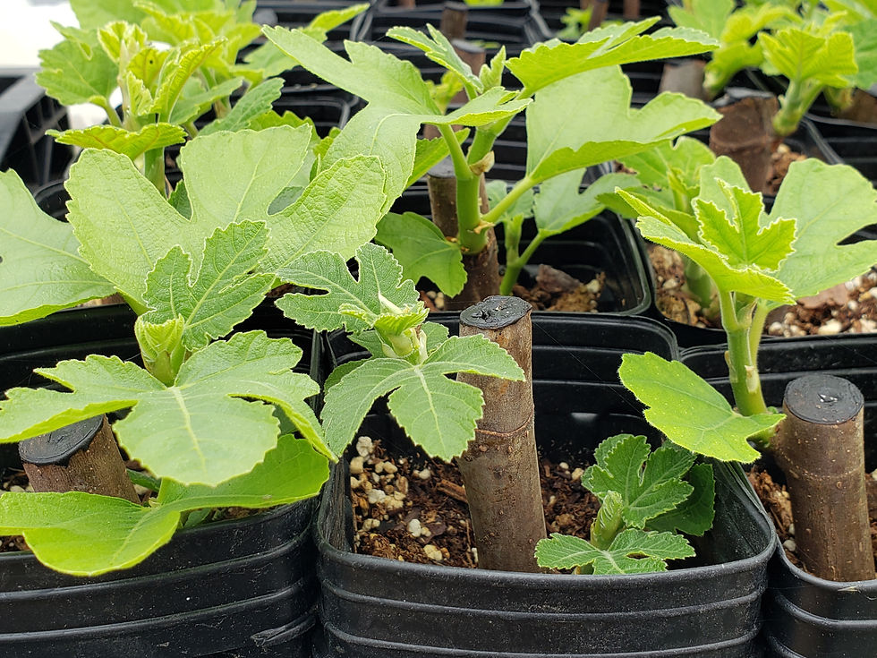 fig cuttings rooting and leafing out