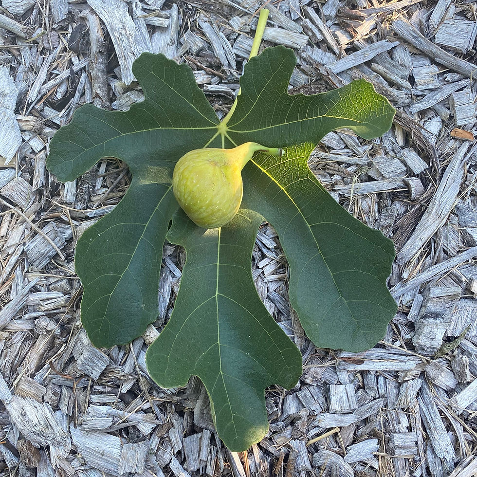 Buy Fig Cuttings Online Cold Hardy Fig Cuttings For Sale Mad Cat Farm