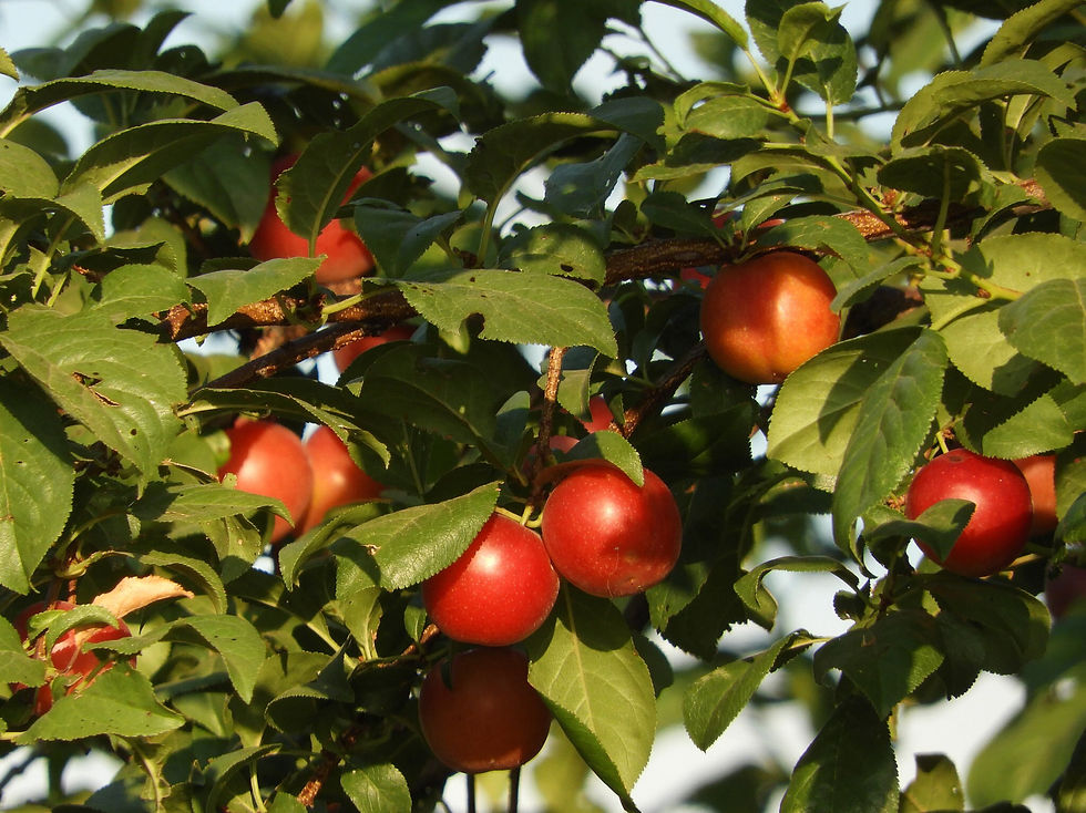 prunus cerasifera cherry plum fruits hanging from a tree branch