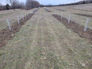 We Planted 800 More Trees