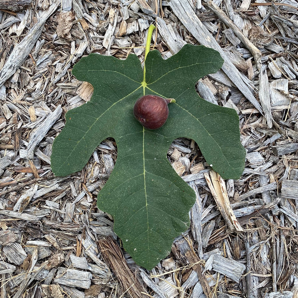 Buy Fig Cuttings Online Cold Hardy Fig Cuttings For Sale Mad Cat Farm