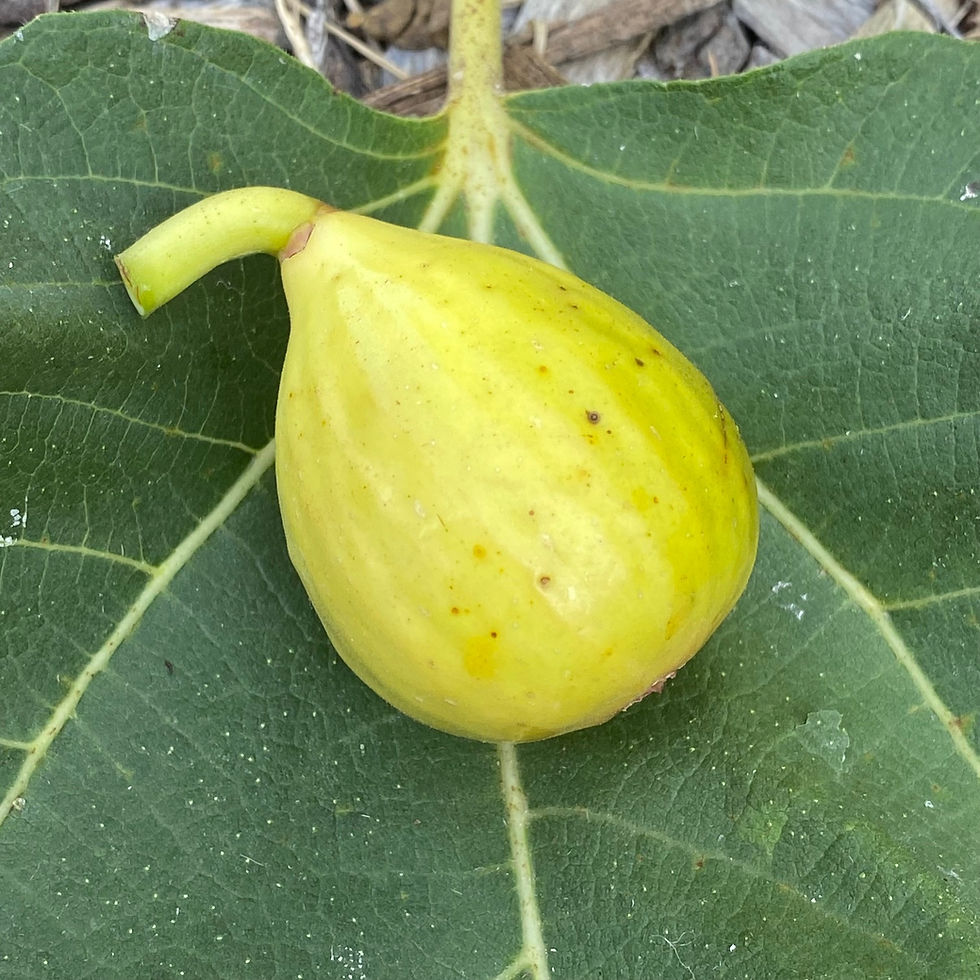 Buy Fig Cuttings Online Cold Hardy Fig Cuttings For Sale Mad Cat Farm