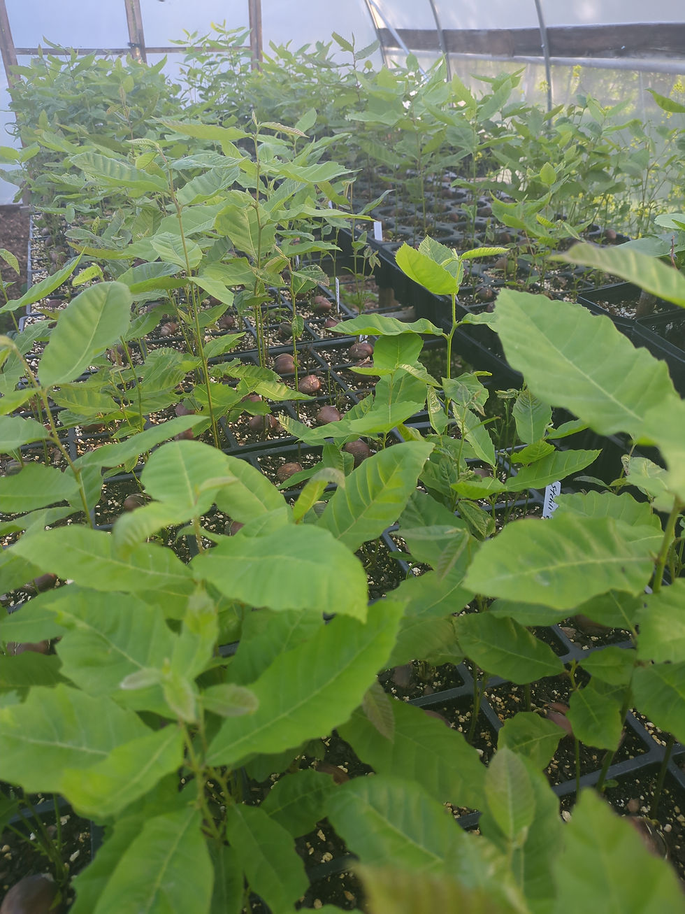 Thumbnail: Hybrid Chinese Chestnut Tree Seedlings – Empire Elite, Qing, Peach & More