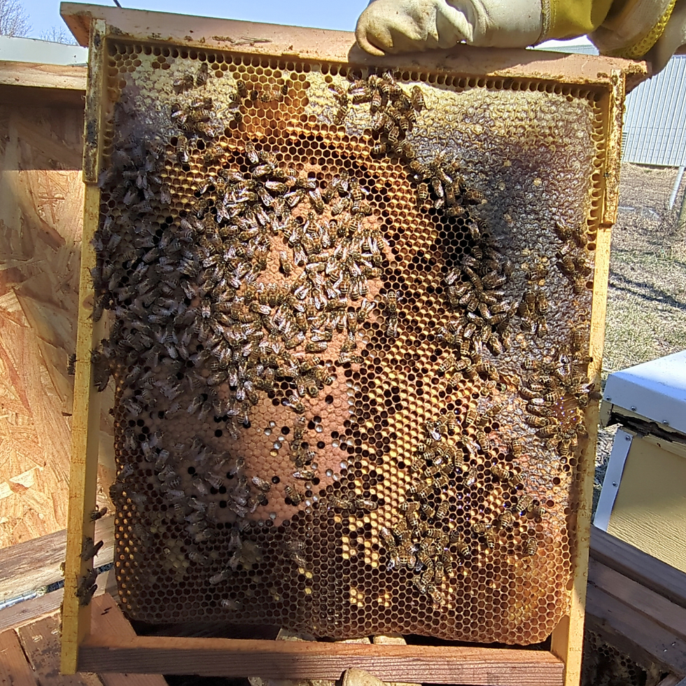 Close-up of honey-filled Layens frame showing natural comb built out by bees.
