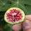 Thumbnail: JH Adriatic fig ripe showing the jammy red interior flesh.