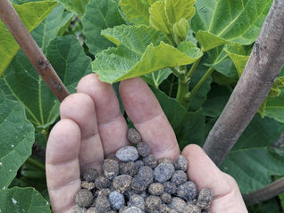 Rabbit Manure vs. Chicken, Cow, Goat, and Sheep Manure: Which Is Best for Your Garden?