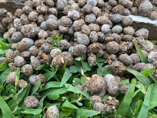 How to Use Rabbit Manure Fertilizer: Complete Application Guide