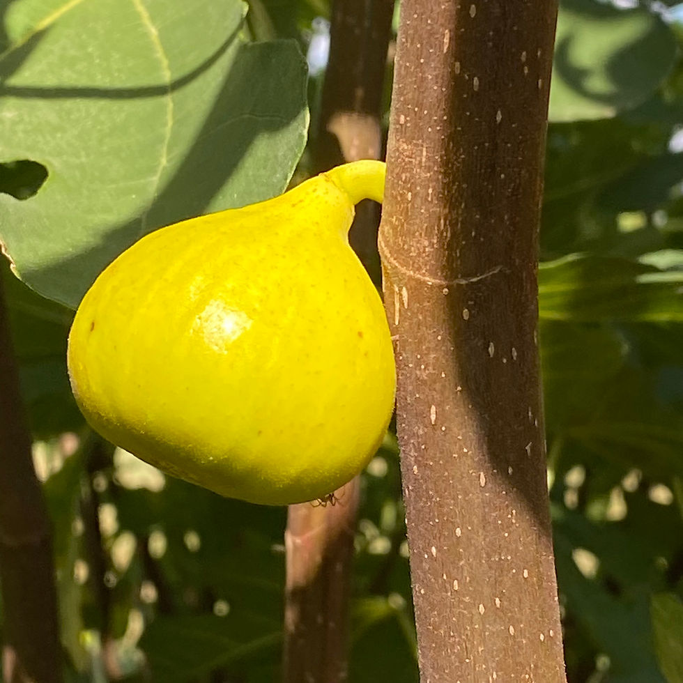 Buy Fig Cuttings Online Cold Hardy Fig Cuttings For Sale Mad Cat Farm