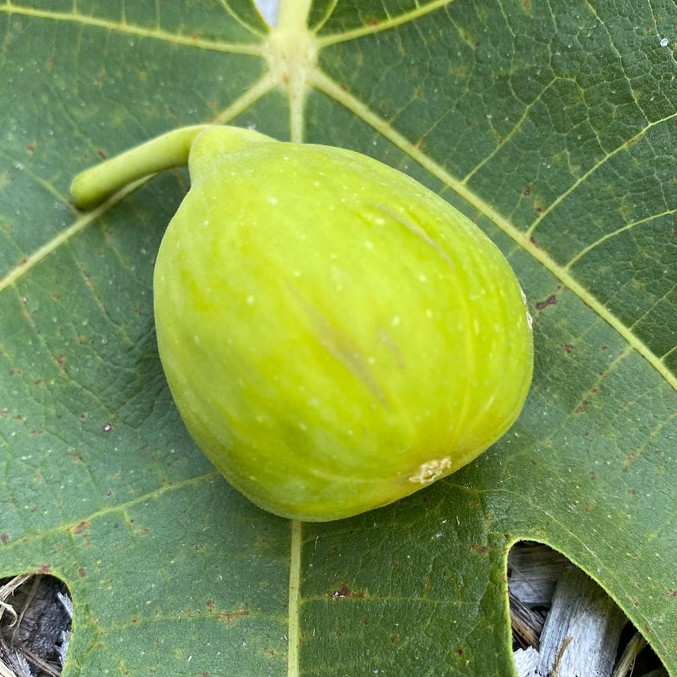 Buy Fig Cuttings Online Cold Hardy Fig Cuttings For Sale Mad Cat Farm 2/2