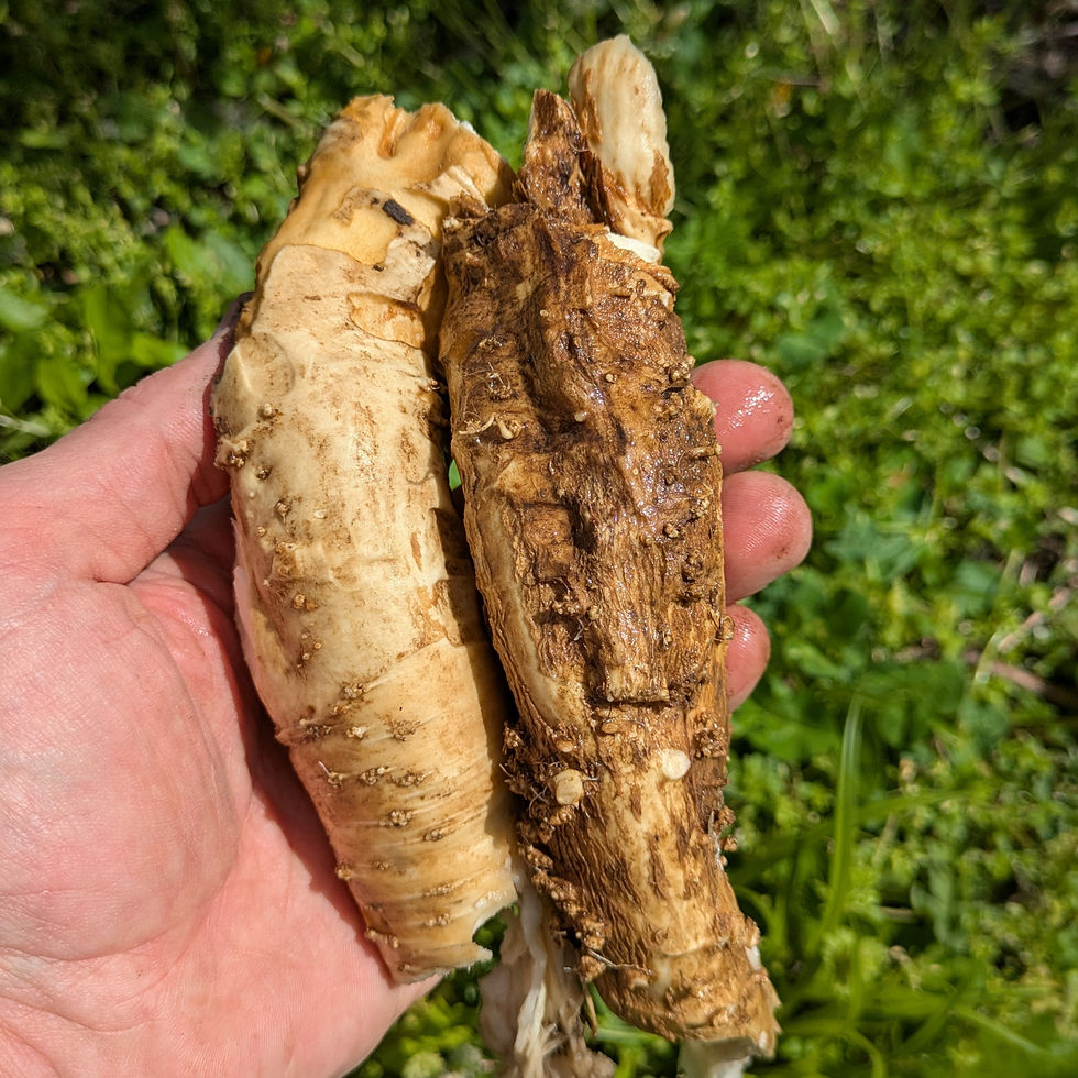 Thumbnail: horseradish root harvested and ready to prepare