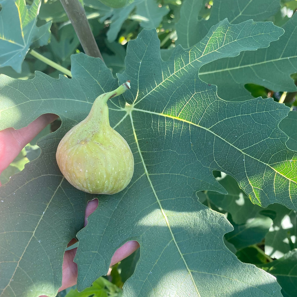 Buy Fig Cuttings Online Cold Hardy Fig Cuttings For Sale Mad Cat Farm