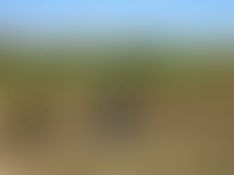 Giant Miscanthus at full height — 10 to 12 foot privacy screen in summer