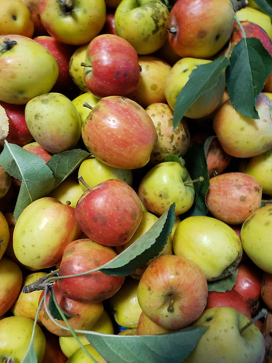 Kansas Crabapple Scion | Mad Cat Farm