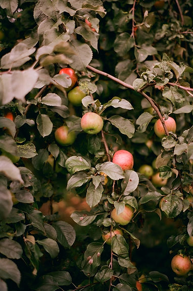 Apples on a tree