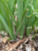 Perennial leeks growing into a thicket of plants.