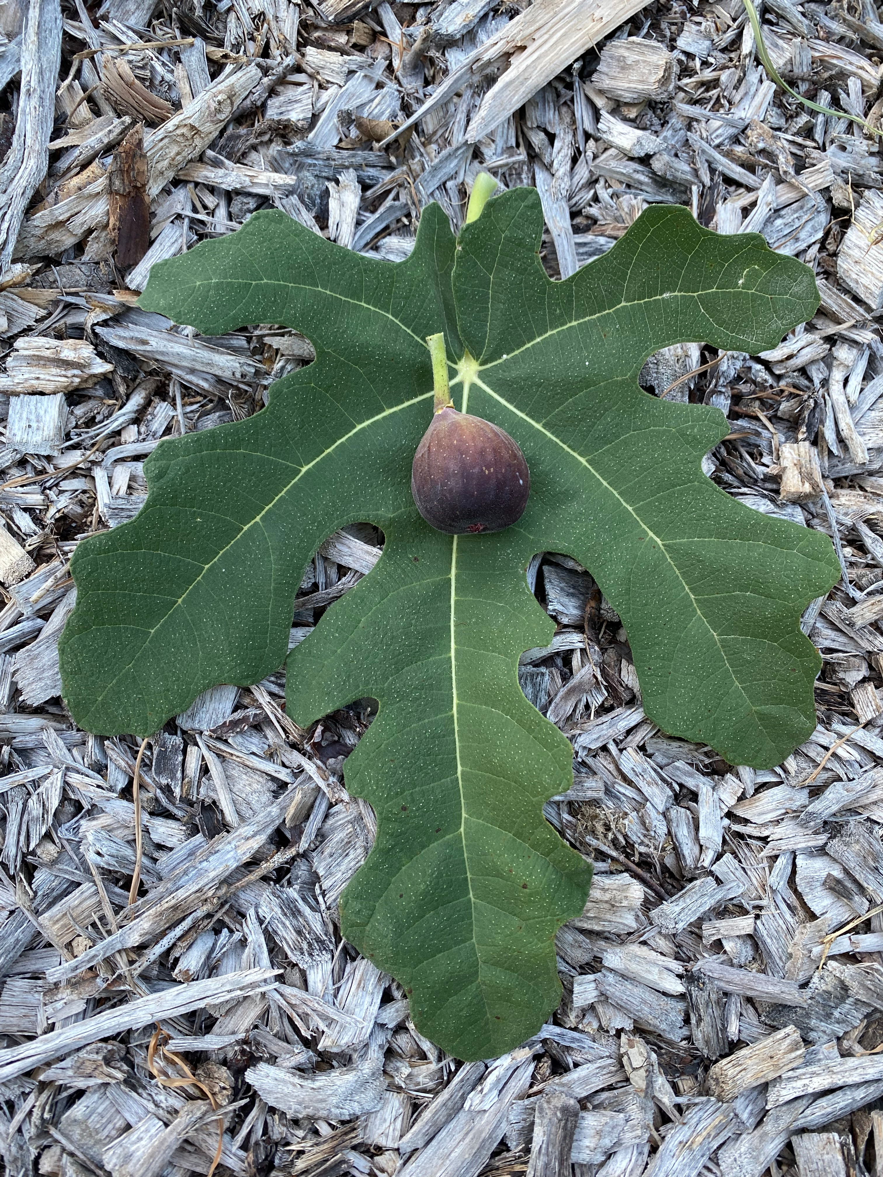 chicago hardy fig tree