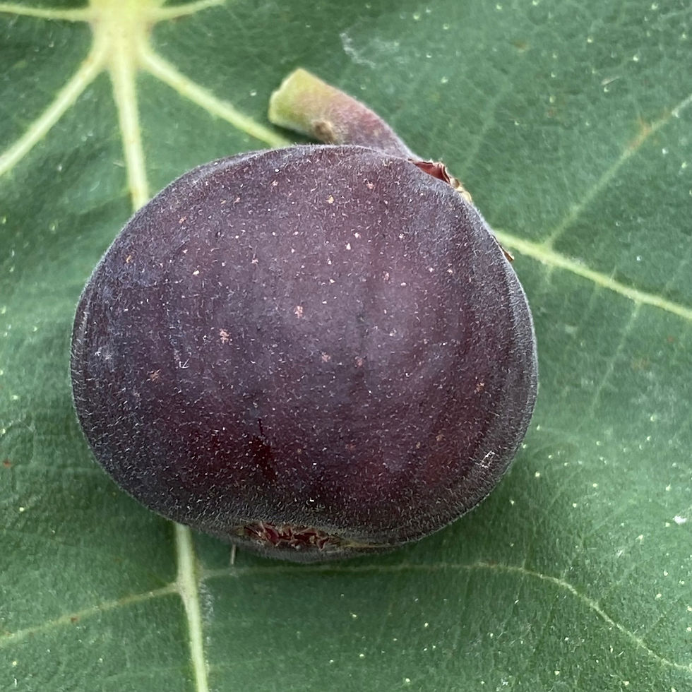 Buy Fig Cuttings Online Cold Hardy Fig Cuttings For Sale Mad Cat Farm 2/2