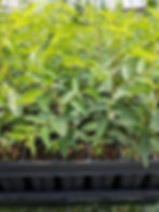 Jujube Rootstock Seedling Plugs