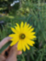 the bright yellow flower of a sochan plant brings joy to the heart