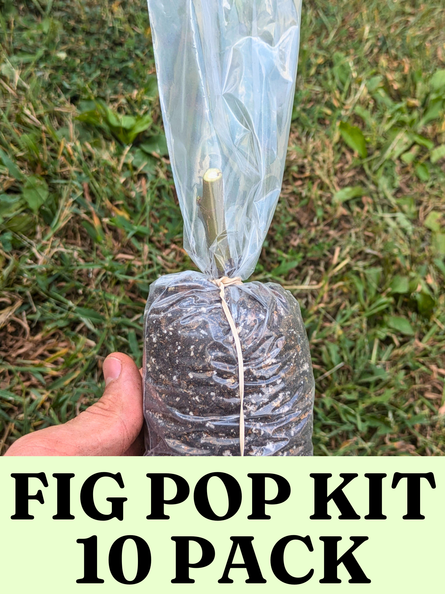 completed fig pop with fig cutting inserted and rubber band applied