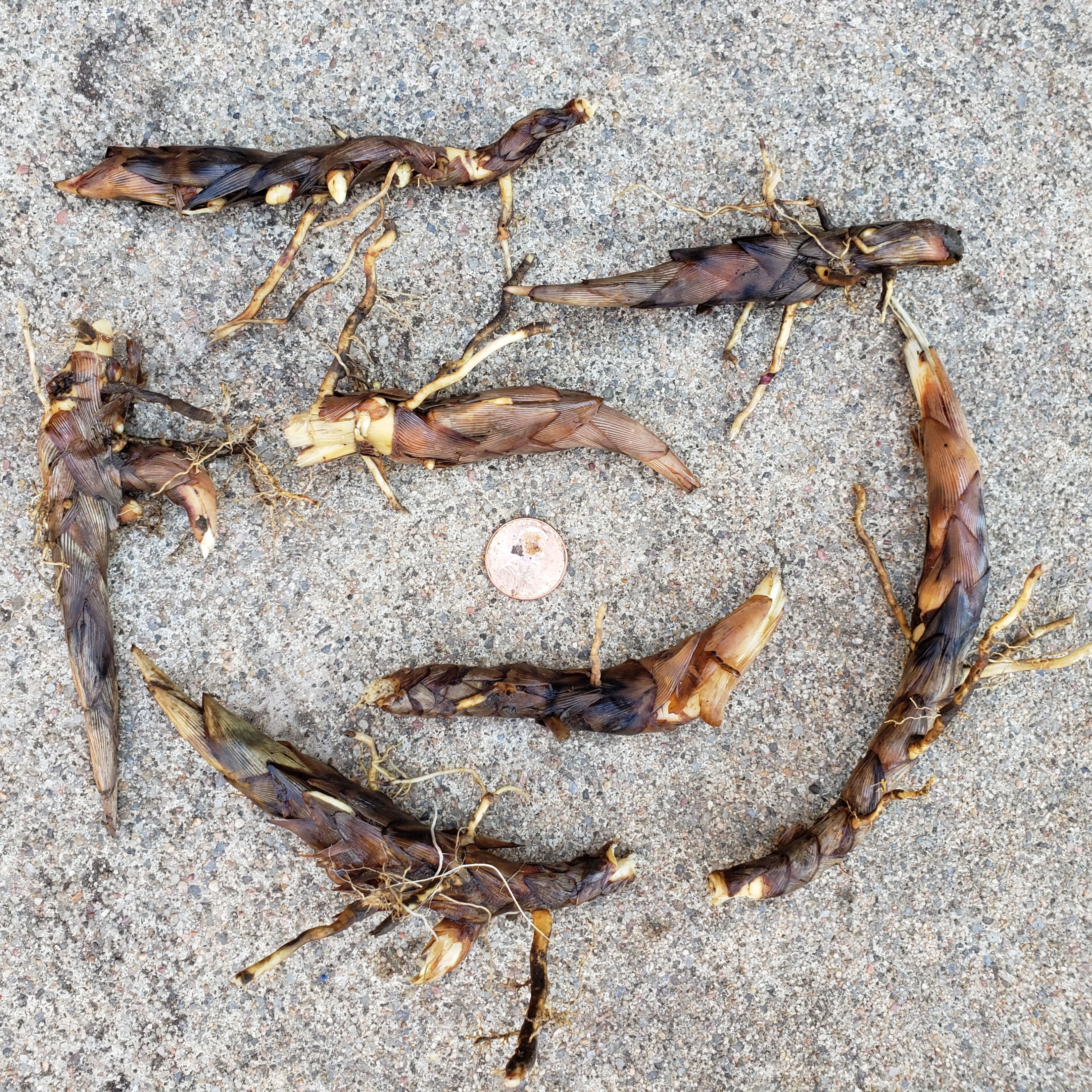 Miscanthus Giganteus Rhizomes