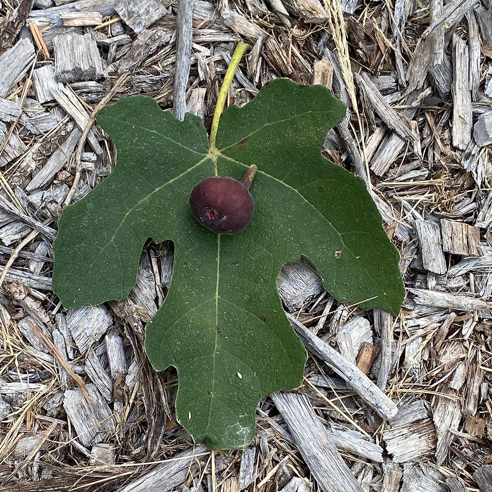 Buy Fig Cuttings Online Cold Hardy Fig Cuttings For Sale Mad Cat Farm