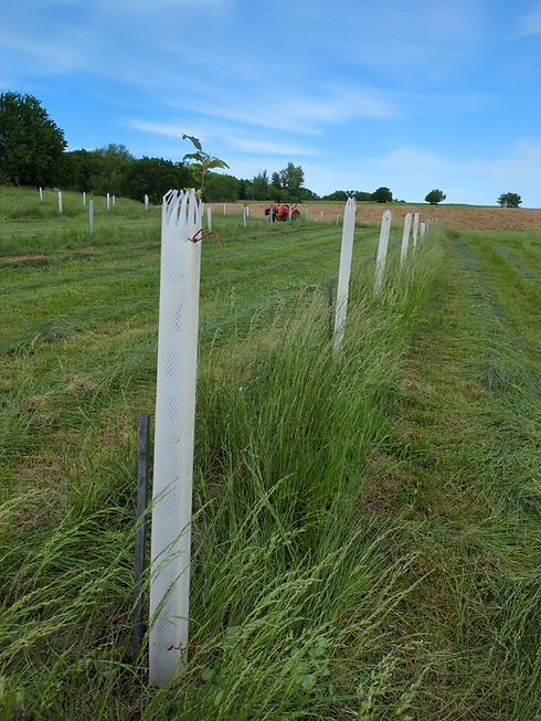 orchard trees in plantra tree tubes in the mad cat farm mother tree nursery