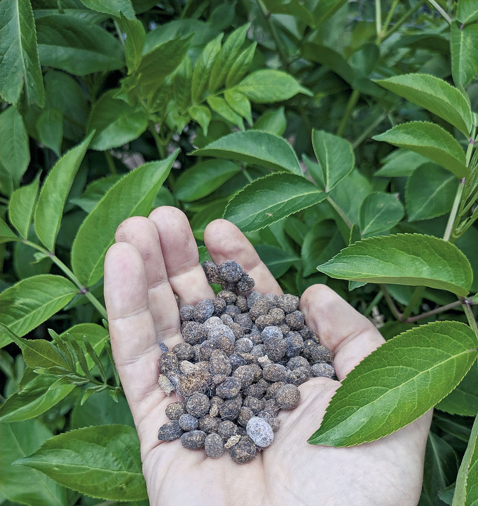 fertilizing an elderberry bush with rabbit manure