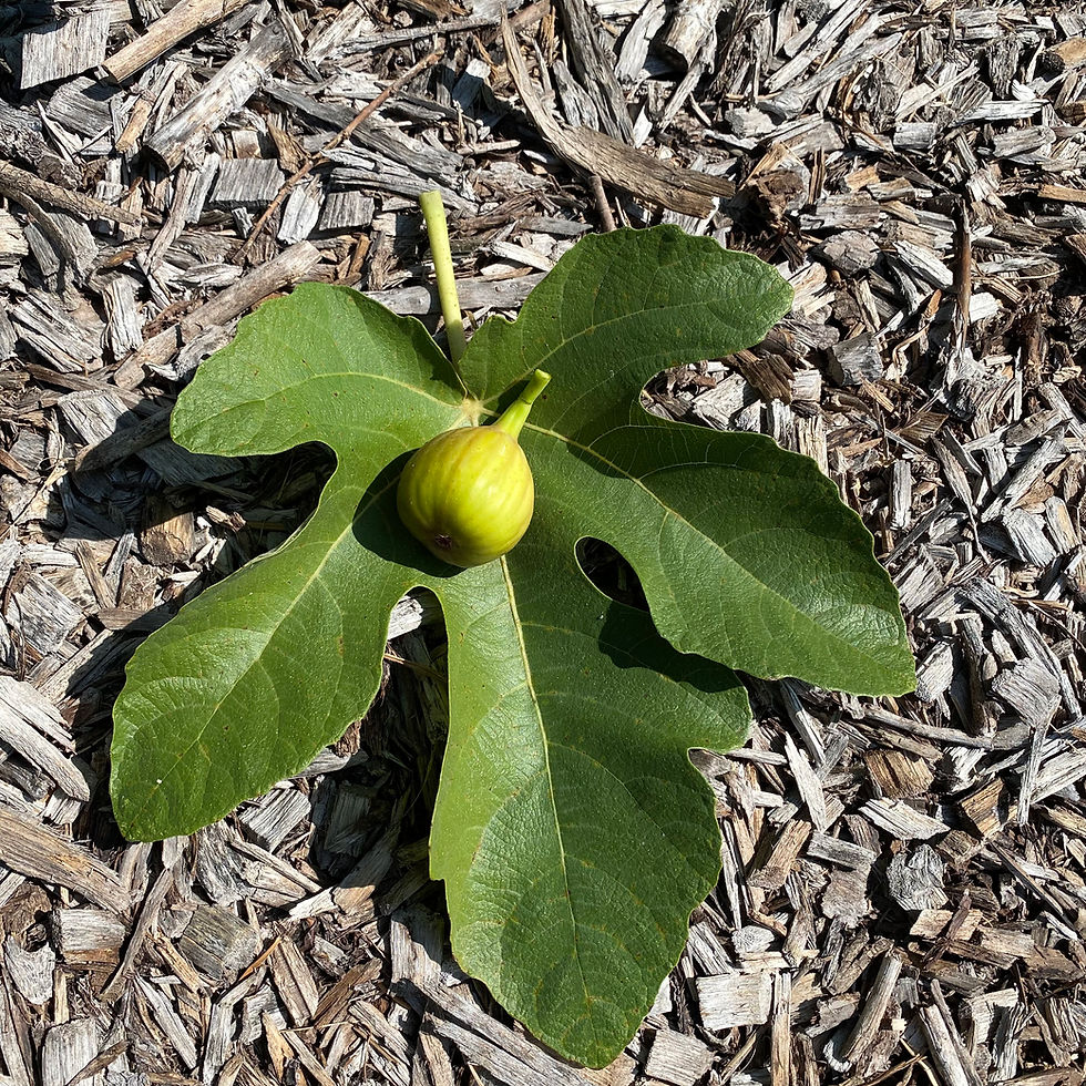 Buy Fig Cuttings Online Cold Hardy Fig Cuttings For Sale Mad Cat Farm 2/2