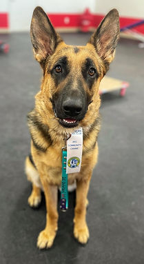 Gypsy German Shepherd after getting her second CGC