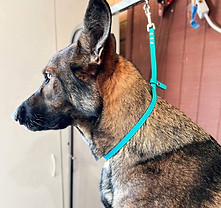 Grooming Loop Image-1-topaz_edited.jpg